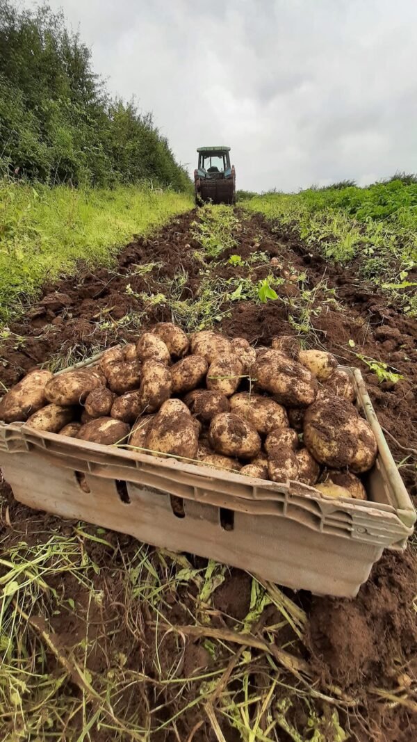 Local Potatoes Bellaghy Mid Ulster