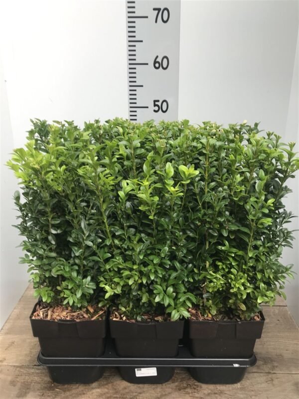 Buxus Sempervirens Bush Extra Large 38cm