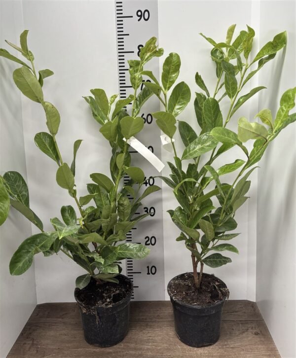 Cherry Laurel