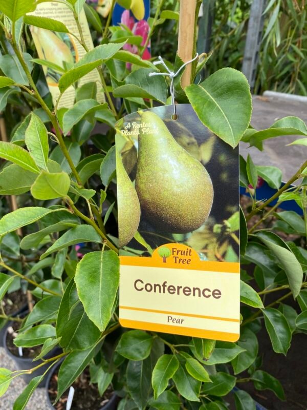 Conference Pear Tree