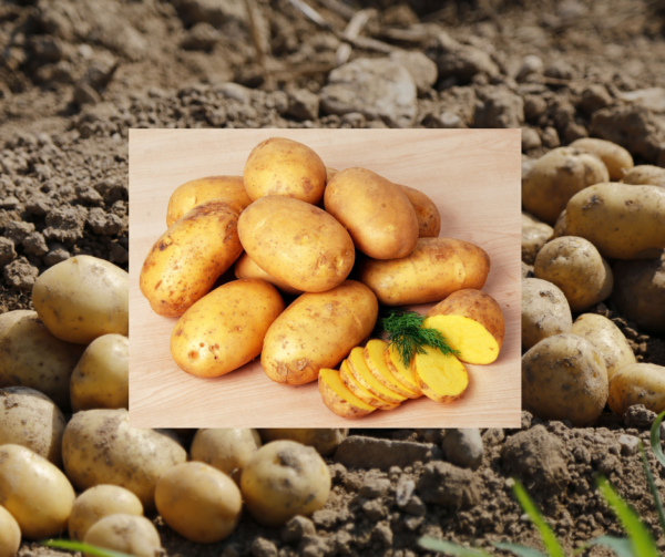 Cyprus Potatoes 2Kg