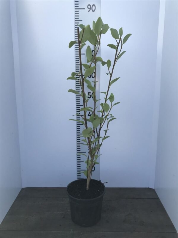 Griselinia littoralis 2L hedging