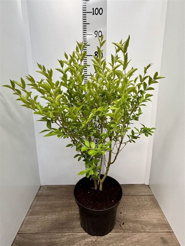 Ligustrum Ovalifolium (green privit) 5L BUSHY Hedging