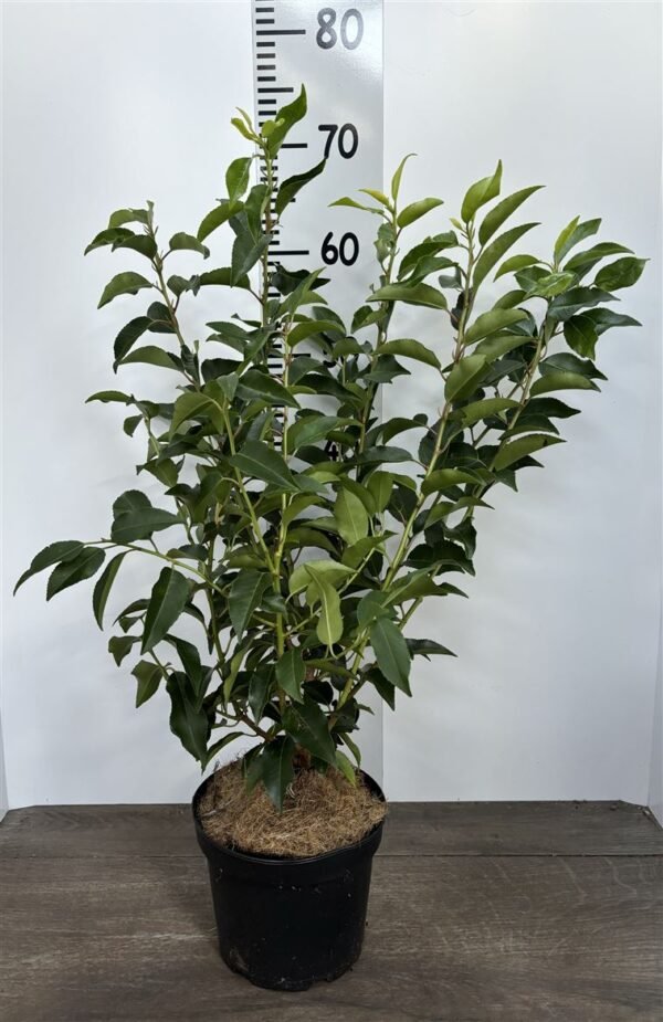 Prunus Lusitanica 'Angustifolia'—commonly known as Portuguese Laurel 2L