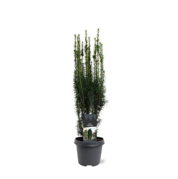 Taxus Baccata 'fastigiata'