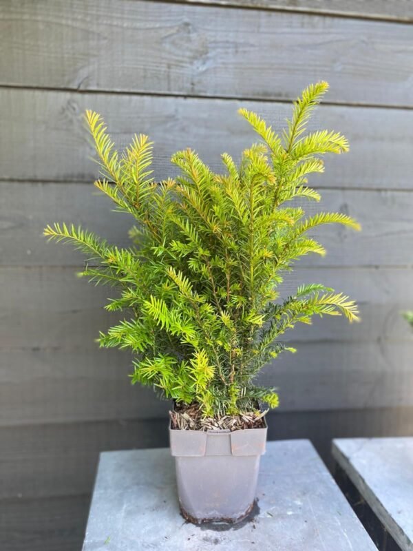 Taxus Baccata Hedging